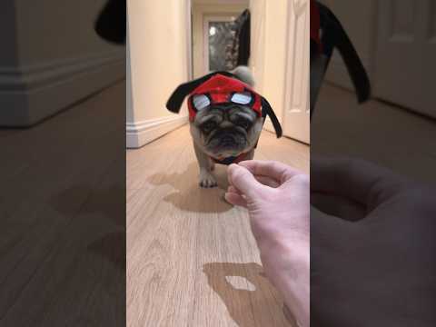 Spider-Pug! 🤣 #pug #dog #shorts