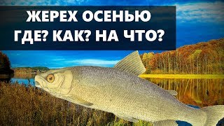 На что ловят жереха в сентябре