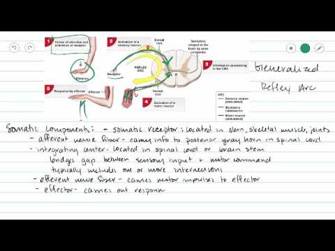 Introduction to Reflexes