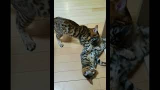 猫カフェ♪　No.2