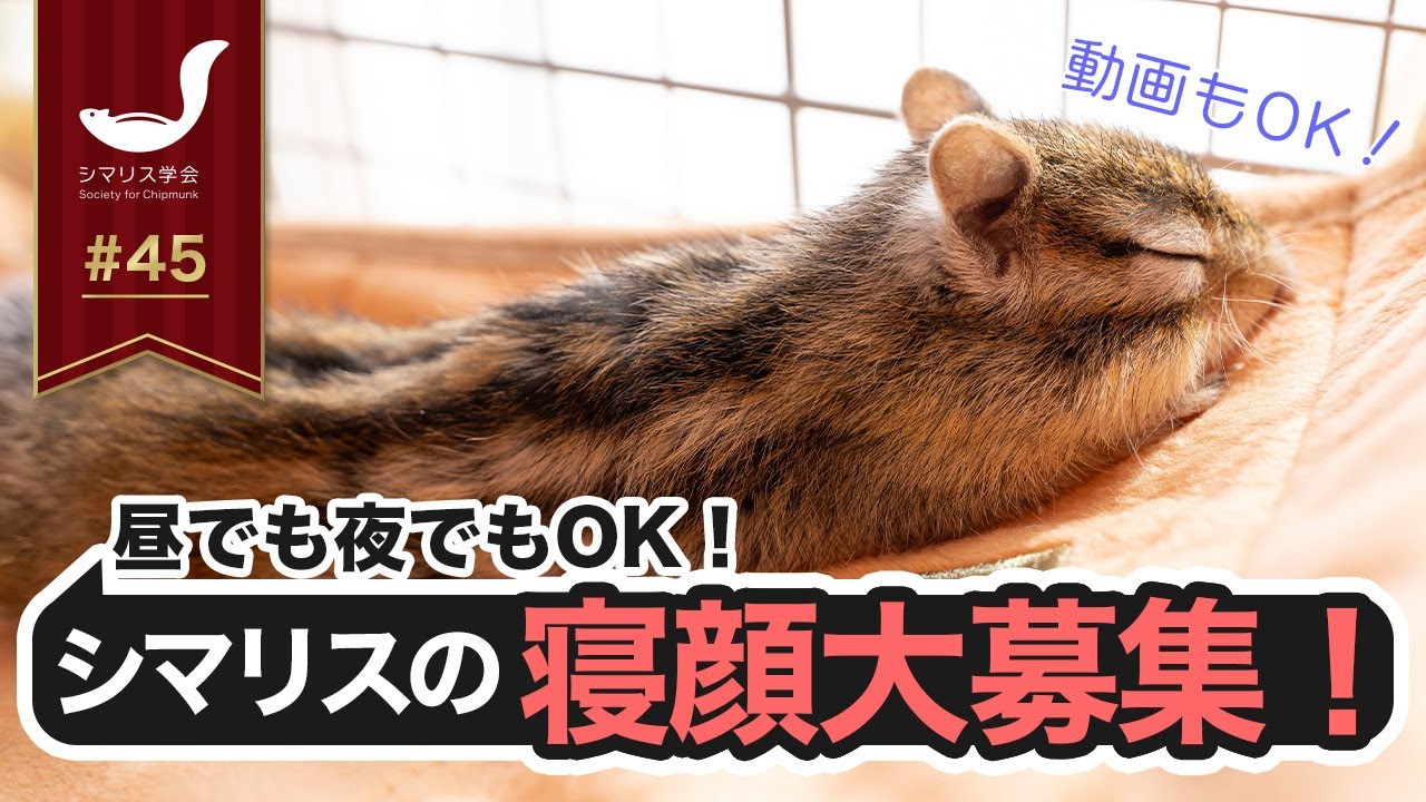 第45回シマリス学会/みんなの寝顔を見せて下さい！