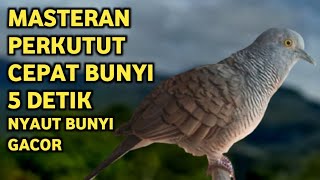 Download lagu Perkutut Lokal Gacor Suara Super Kristal - Pancingan Malas Bunyi  (99%AMPUH BANGET) mp3