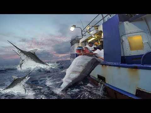 Most Level Giant Swordfish Fishing skill - Cleaning, Cutting Black Marlin Strongest on The Sea