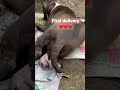 Pitbull Baby Delivery Pitbull Giving Birth ️