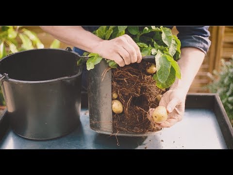 , title : 'DIY - Hvordan dyrke poteter på balkongen'
