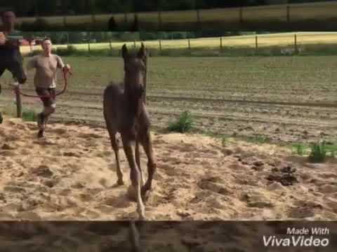 Fürstenball x Sandro Hit x Rubinstein