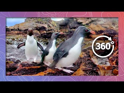 Rockhopper Penguins Swim and Hop in Tidal Cove | Wildlife in 360 VR