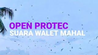 Download lagu Suara Walet OPEN PROTEC, Suara Panggil Walet MAHAL!!! Download Gratis Suara Burung Walet mp3