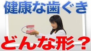 丸くて厚い歯ぐきは健康なしるし？