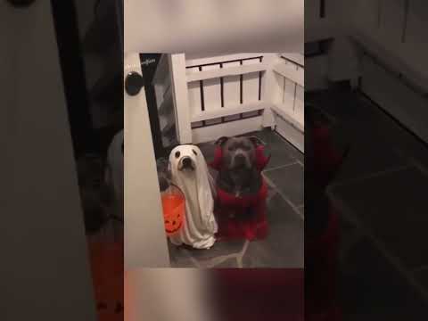 The greatest trick-or-treators on #Halloween ever 😂👏