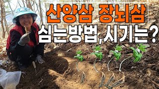산삼 산양삼 장뇌삼 쉽게 심는방법, 심는시기는? - 인삼씨앗 장뇌삼씨앗 산양삼씨앗