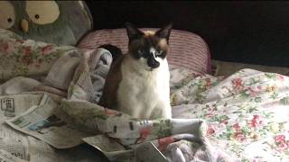 うちのシャム猫「チャアちゃん」がとにかく可愛いだけの動画【猫との暮らし】
