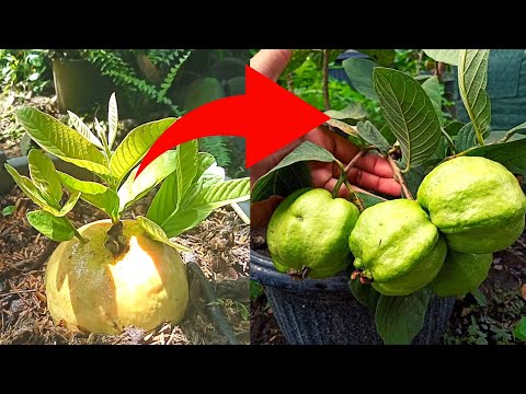 How to Grow Guava Tree from GUAVA Super Fast, DIY Propagating Guava Tree From Seed