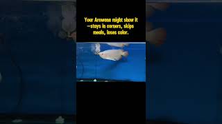 Download lagu Tanda-Tanda Ikan Arowana Anda Tidak Bahagia 😢 #ikanakuariumeksotis #ikanarowana #ikan #ikannaga mp3 Download lagu Tanda-Tanda Ikan Arowana Anda Tidak Bahagia 😢 #ikanakuariumeksotis #ikanarowana #ikan #ikannaga mp3