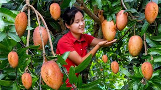 Download lagu Harvest MANGO ROSA garden goes to the market sell | Ella Daily Life mp3