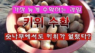 [텃밭농부 2,108]  가장 늦게 따는 과일 키위 수확. 숫나무에 열린 그린키위! #키위재배