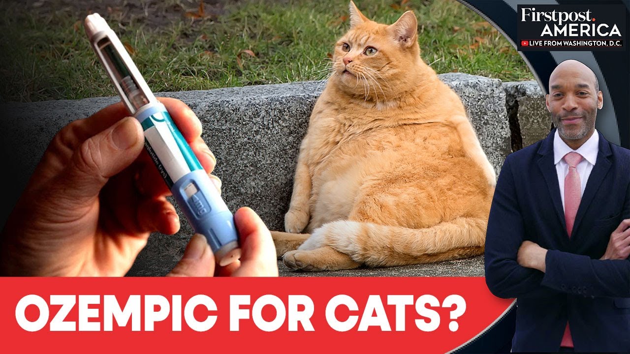 Biotech Firm Trials Ozempic-Inspired Treatment for Overweight Cats | Firstpost America | N18G