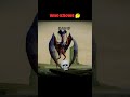 All tomorrow's evolution animation part 1