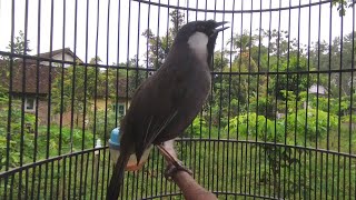 Download lagu POKSAY HONGKONG NGEPLONG GACOR ‼️MASTERAN FAVORIT KICAU MANIA mp3 Download lagu POKSAY HONGKONG NGEPLONG GACOR ‼️MASTERAN FAVORIT KICAU MANIA mp3