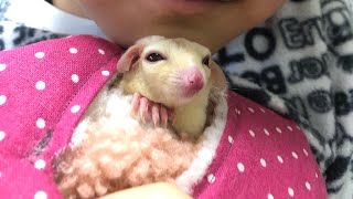 フクロモモンガのプリンちゃんを紹介しようと思ったら　ダッシュで寝ようとしている