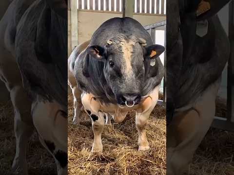 اقوى 6 كتل عضلية فى عالم الحيوان! والاخير بتطلعه عضله فوق العضلة🫣😱#shorts  #viral