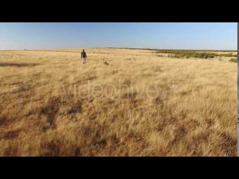 download lagu mp3 mp4 Pointer Pedigree, download lagu Pointer Pedigree gratis, unduh video klip Pointer Pedigree