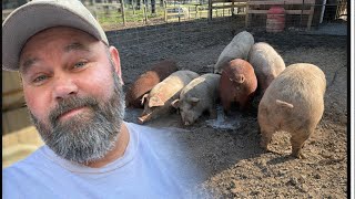 Free pig Who Wants One?