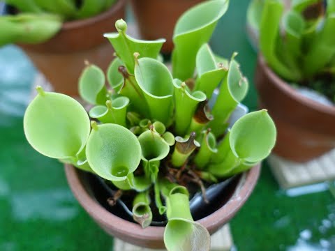 ヘリアンフォラ