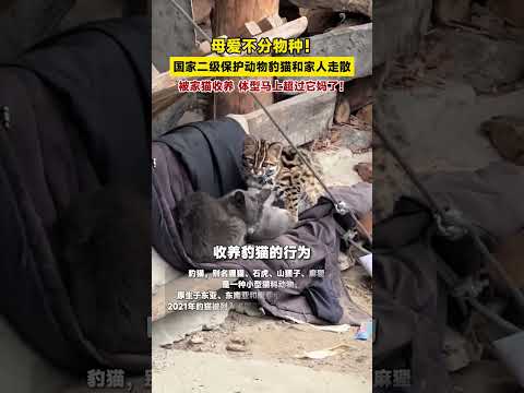 母爱不分物种！国家二级保护动物豹猫和家人走散，被家猫收养，体型马上超过它妈了！#猫咪  #万物皆有灵性 #暖心