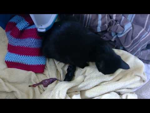 Cat labour - newborn kitten with placenta