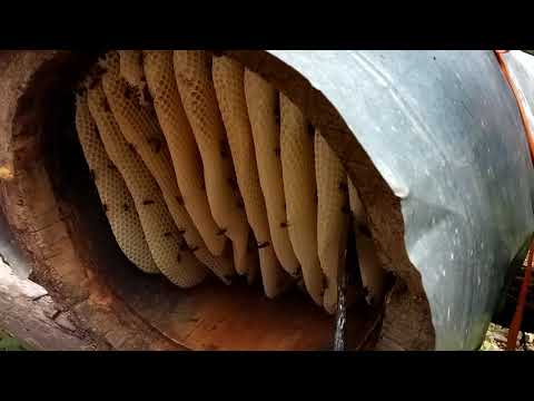 download lagu mp3 mp4 Karakovan Honey, download lagu Karakovan Honey gratis, unduh video klip Karakovan Honey