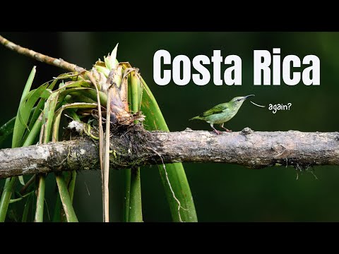 4K Costa Rica Wildlife Montage.