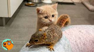 Kitten Meets Baby Squirrel And Immediately Falls In Love | Cuddle Buddies