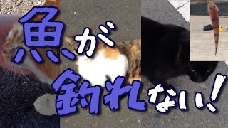 猫　そしてリュウグウハゼ一匹