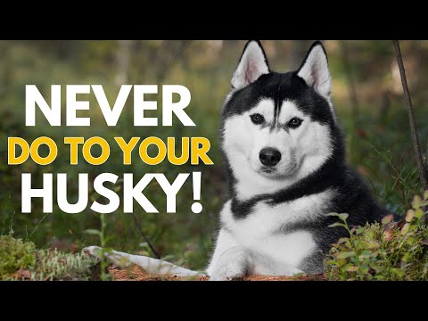 5 Things You Must Never Do to Your Siberian Husky