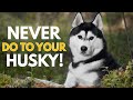 5 Things You Must Never Do To Your Siberian Husky