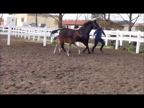 Fürstenball-Hengstfohlen www.zuchthof-bahnemann.de