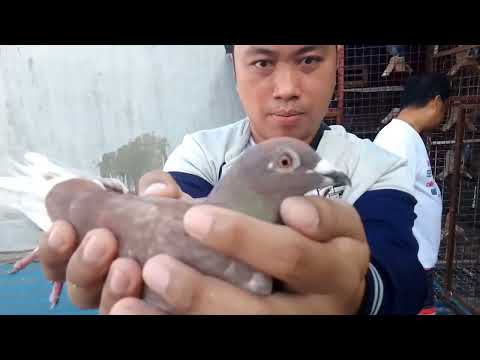 CHAMPION FANCIER NG RPFC | PANALO NG DALAWA MOTOR 🏍️🏍️