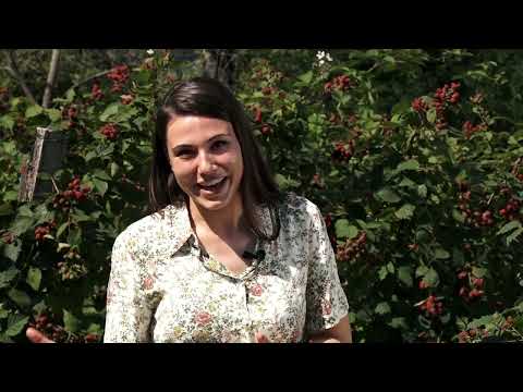 Agro karavan ep.136 - Radjevina - 09.08.2020.