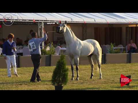 N.83 DEKSTERN - Radom 2017 - 7 Years old and Older Stallions (Class 10)