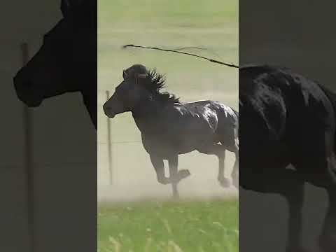 , title : 'Монгольская лошадь гвоздика верхом на лошади'