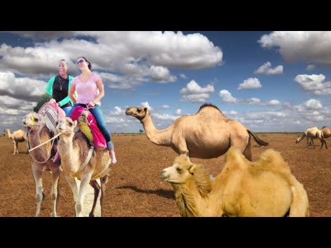 Top 30 Amazing Facts About Camels / Interesting Facts About Camels , rs update