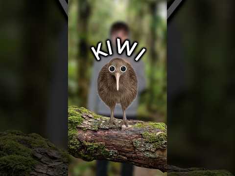 Why Kiwi Birds Are Weird...