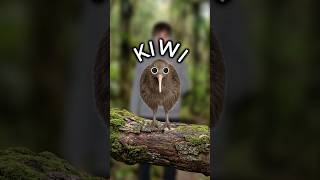 Why Kiwi Birds Are Weird...