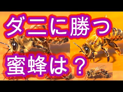 経済学科 晴蜂雨読 ㊻／ミツバチヘギイタダニを克服して越冬に成功した蜂群の特徴は？(2025年3月)／山崎亮一／日英字幕付き／End of winter for bees in 2025 (March)／Sub