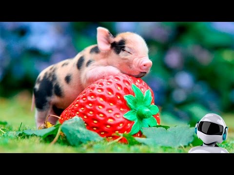 САМЫЕ НЕОБЫЧНЫЕ ДОМАШНИЕ ЖИВОТНЫЕ / ТОП 10