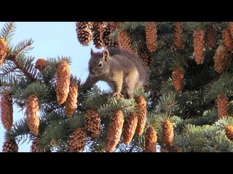 A Red Squirrel Harvesting Pine Cones