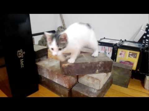 Vibi The Kitten - Playfulness