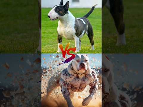 Bull Terrier VS Pitbull VS Doberman #bullterrier