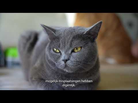 Werken bij Het dierenthuisje vzw - HR foto 